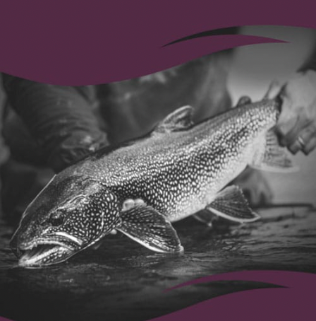 Find Annual Hunting & Fishing Regulations